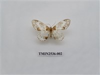 藏品(尺蛾18)的圖片